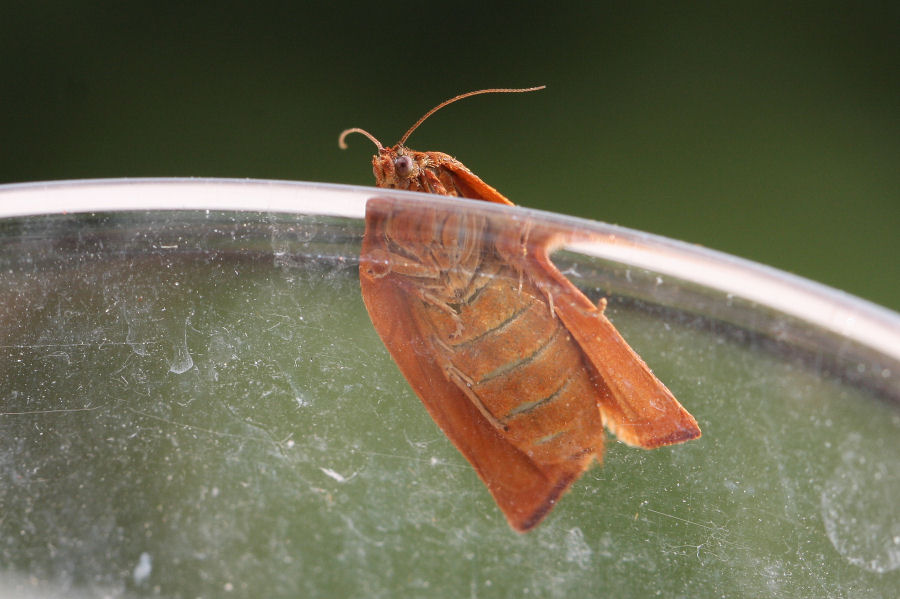 Nozze sulla menta del terrazzo: Cacoecimorpha pronubana